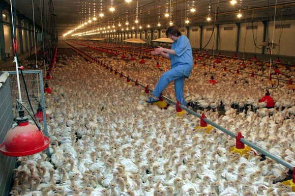 ГК «Евродон» реализует в Тверской области амбициозный проект стоимостью 75 миллиардов рублей