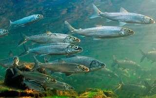 В Бурятии намерены восстановить популяцию байкальского омуля