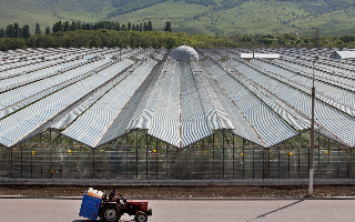 Правительство поддержит российских производителей овощей и фруктов