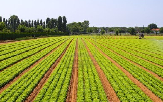 Европейские фермеры начнут использовать беспилотники против сорняков