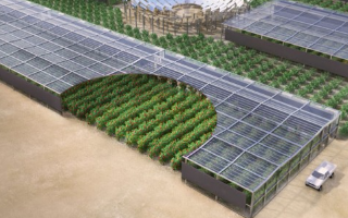 Ферма в пустыне Иордании будет ежегодно производить 129 тонн овощей