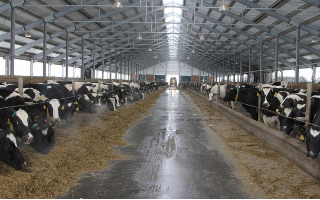 Сибиряки смогут состязаться в сыроварении с западными коллегами