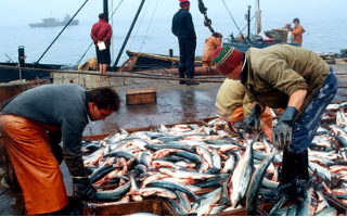 Росрыболовству придется ответить за дороговизну морепродуктов