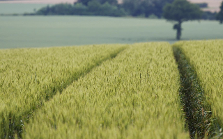 Специалисты научат сельскохозяйственные культуры удобряться самостоятельно