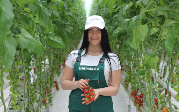 «Эко культура» запускает ещё 2 тепличных хозяйства в ставропольском крае