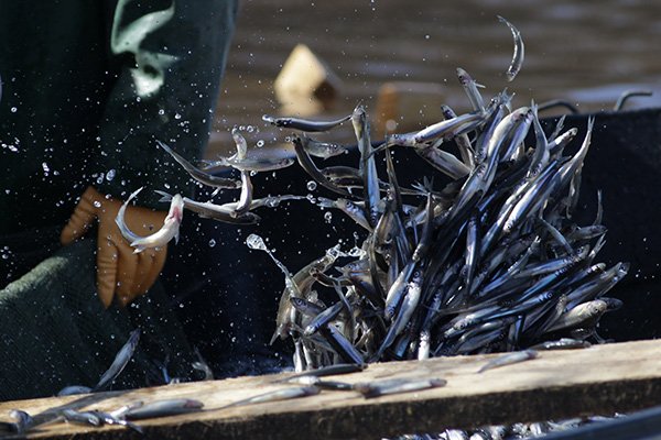 В России могут существенно повыситься цены на рыбу