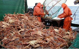 В России могут изменить правила распределения лимитов на вылов краба