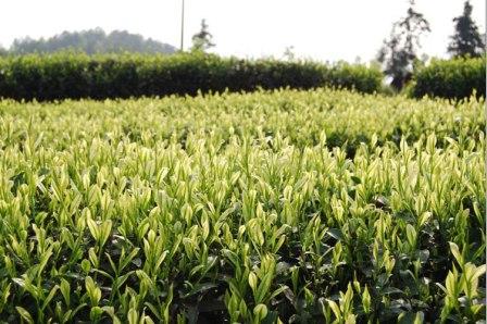 Белый чай из Китая: напиток здоровья и красоты