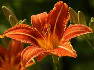 Мой опыт заказа цветов через интернет