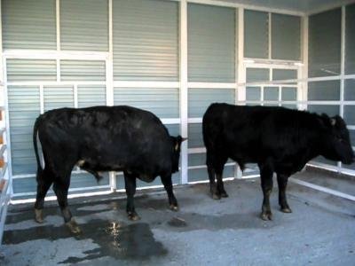 Итальянцы будут строить площадки для откорма КРС в Башкирии