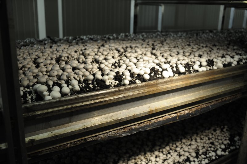 Минсельхоз поддержит грибников и оленеводов рублём