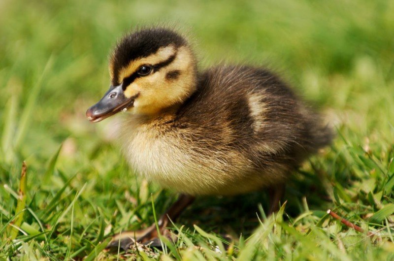 Птицефабрика «Улыбино» построит в Новосибирской области утиную ферму