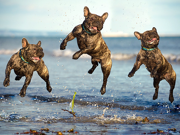 Отдых в Лазаревском с животными в мае