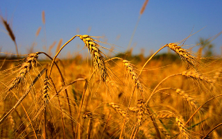 WSJ: рекордный экспорт российской пшеницы угрожает фермерам США