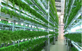 Мировой тренд: россияне начали инвестировать в сити-фермы