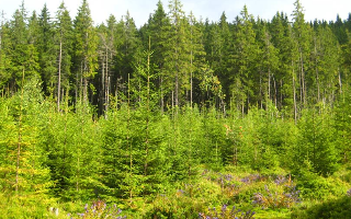 Экологи предлагают создать в России «лесной огород» площадью с Египет