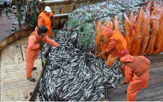 Тарифная политика Трампа обернулась повышением спроса на российский минтай