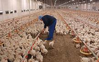 Шишханов лишился последнего крупного агро-актива