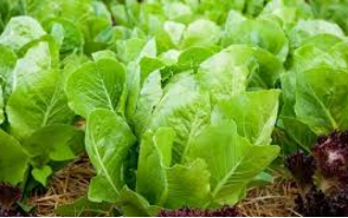 В России возник дефицит экзотических видов салата