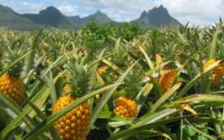 Российская компания планирует выращивать ананансы и бананы на Филиппинах