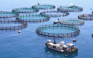 «Русской аквакультуре» удалось восстановить бизнес после гибели лосося