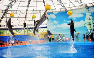 TripAdvisor вводит табу на билеты в парки с морскими млекопитающими