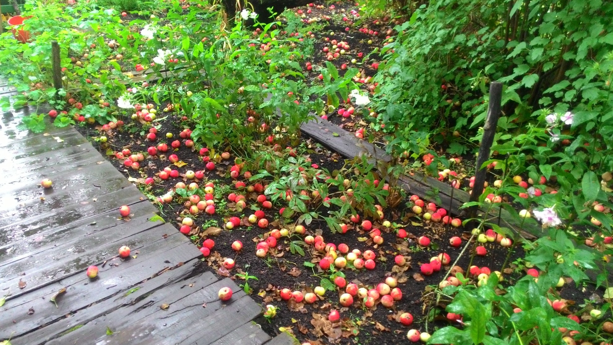 Рекордный урожай не способствовал остановке роста цен на яблоки