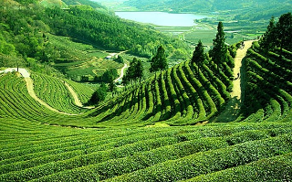 Поставки индийского чая на экспорт оказались под угрозой