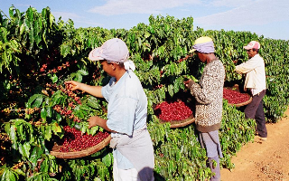 Пандемия может стать причиной дефицита кофе