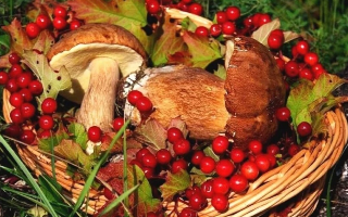 Компании Чукотки получат субсидии на закупку дикоросов