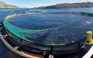 «Русская аквакультура» займется разведением лосося в ДФО