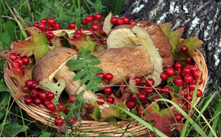 Томский бизнес получит миллионные субсидии за переработку дикоросов