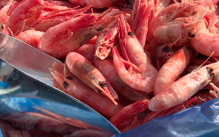 В Крыму обещают впятеро нарастить производство креветки