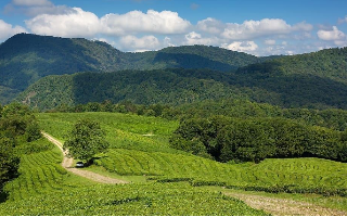 Российский производитель чая вдвое увеличит площадь плантаций