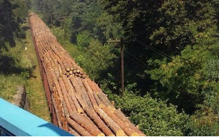 В России наблюдается дефицит древесины для строительства
