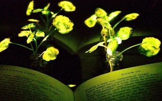 Американцы хотят использовать растения для освещения улиц