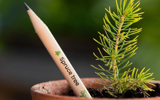 В Дании предлагают выращивать елки из карандашей